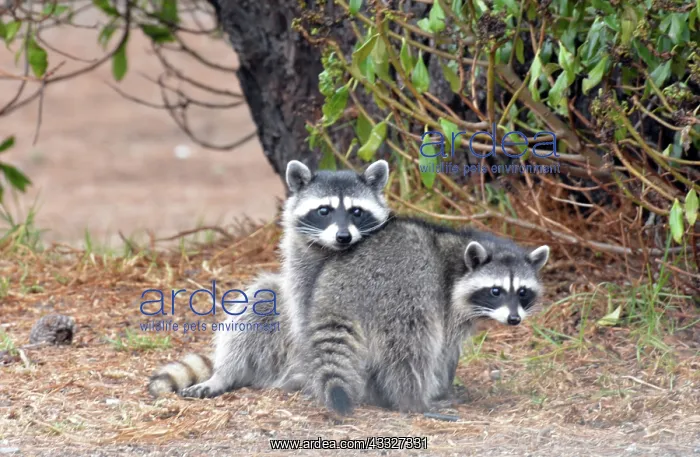 : 80190025 Raccoons - in Golf Club car park California : 80190025 Raccoons - in Golf Club car park California