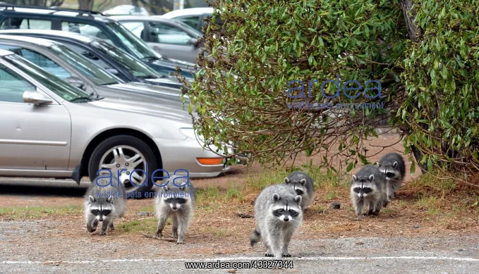: 80190026 Raccoons - in Golf Club car park California : 80190026 Raccoons - in Golf Club car park California