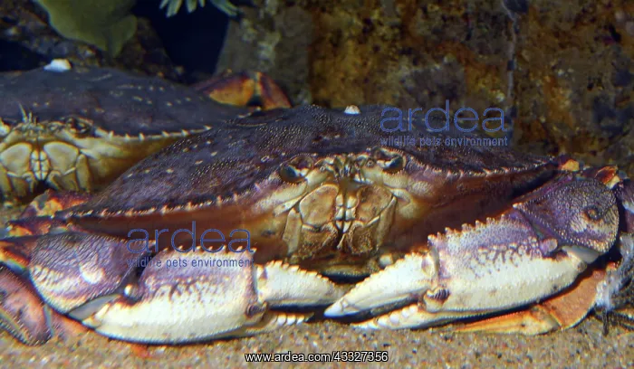 : 80190027 Dungeness Crab - inhabits sea grass beds : 80190027 Dungeness Crab - inhabits sea grass beds