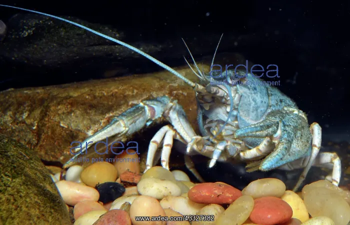  : 80190029 Narrow-clawed Crayfish (aka the Danube