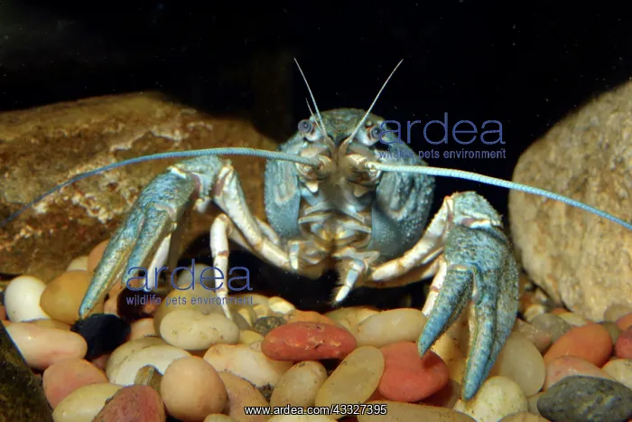 : 80190030 Narrow-clawed Crayfish (aka the Danube : 80190030 Narrow-clawed Crayfish (aka the Danube
