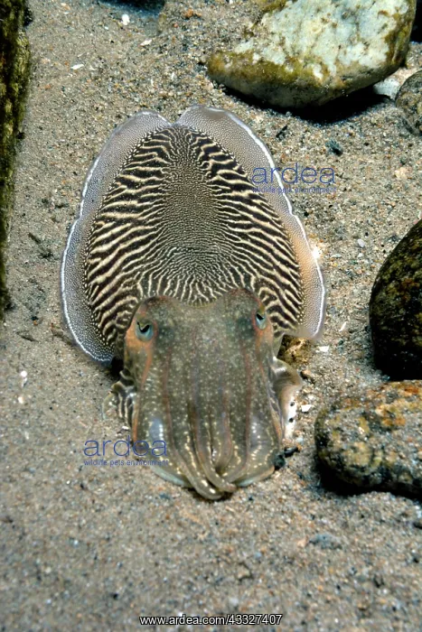 : 80190031 Cuttlefish - European seas. Sepia officinalis : 80190031 Cuttlefish - European seas. Sepia officinalis