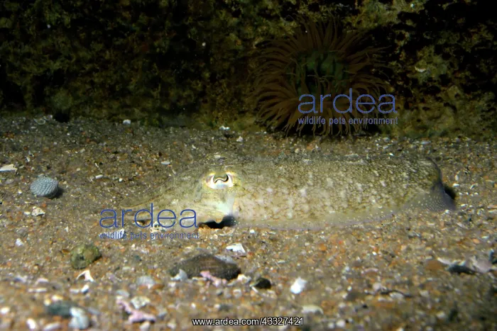 : 80190032 Cuttlefish - half buried on seabed - European : 80190032 Cuttlefish - half buried on seabed - European