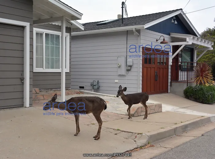  : 80190034 Mule Deer - in suburban street Monterey