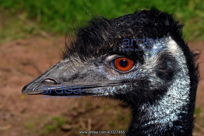 : 80190036 Emu Australia Dromaius novaehollandiae : 80190036 Emu Australia Dromaius novaehollandiae