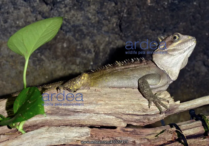 : 80190037 Forest Dragon - an extremely rare lizard : 80190037 Forest Dragon - an extremely rare lizard