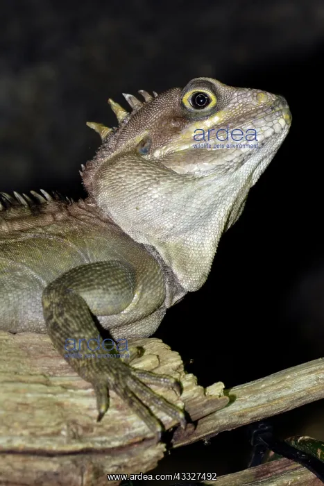 : 80190038 Forest Dragon - an extremely rare lizard : 80190038 Forest Dragon - an extremely rare lizard