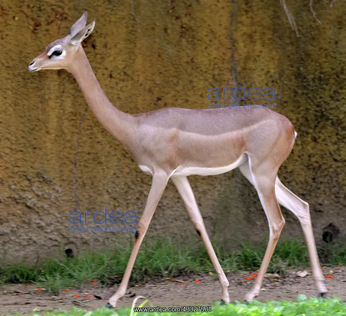 : 80190041 Gerenuk East Africa Litocranius walleri : 80190041 Gerenuk East Africa Litocranius walleri