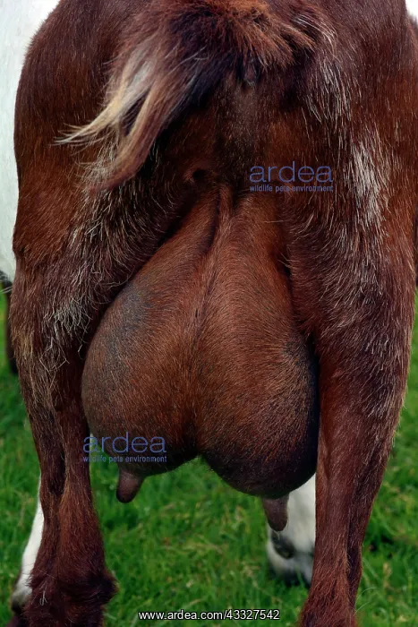 : 80190042 Boer Goat - udder - breed originated in : 80190042 Boer Goat - udder - breed originated in