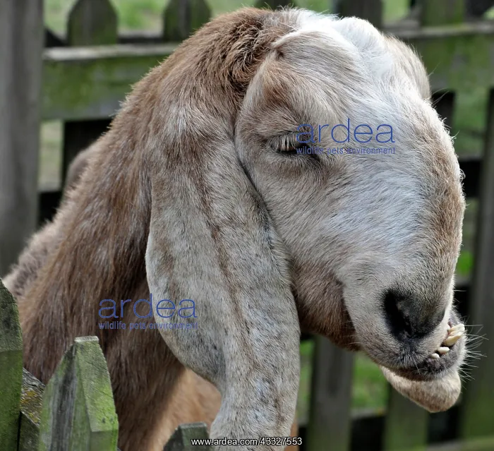: 80190043 Goat Capra (domestic) Pat Morris All images : 80190043 Goat Capra (domestic) Pat Morris All images