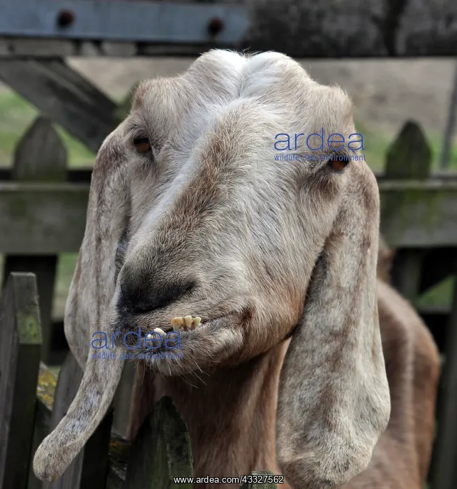 : 80190044 Goat Capra (domestic) Pat Morris All images : 80190044 Goat Capra (domestic) Pat Morris All images