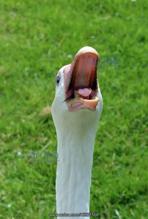 : 80190045 Domestic Sebastopol Goose - shouting : 80190045 Domestic Sebastopol Goose - shouting