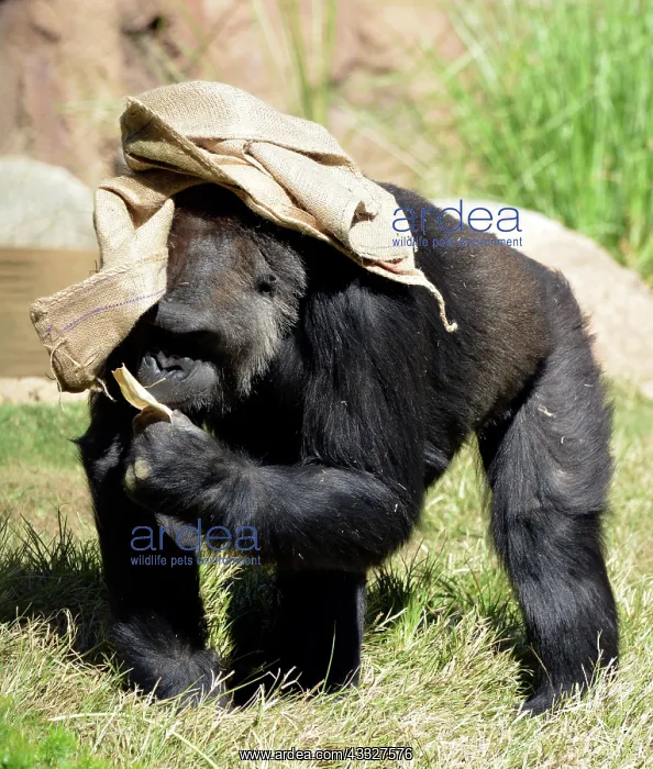 : 80190046 Gorilla - playing with sack as clothing : 80190046 Gorilla - playing with sack as clothing