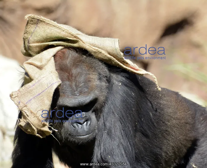 : 80190047 Gorilla - playing with sack as clothing : 80190047 Gorilla - playing with sack as clothing