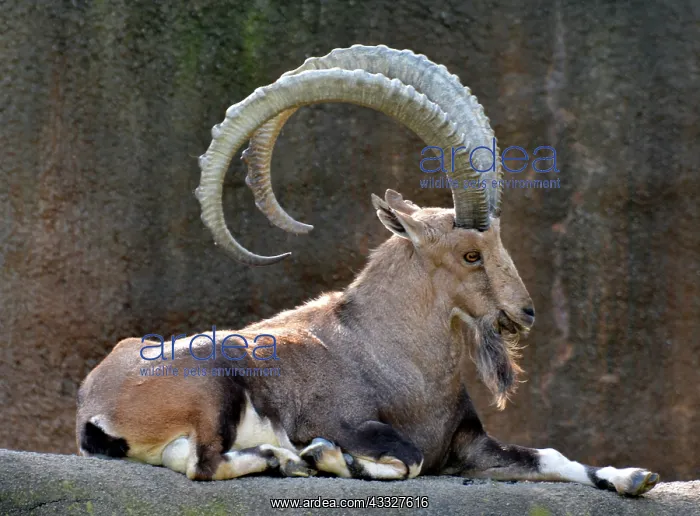 : 80190050 Nubian Ibex - Adult male Capra nubiana : 80190050 Nubian Ibex - Adult male Capra nubiana