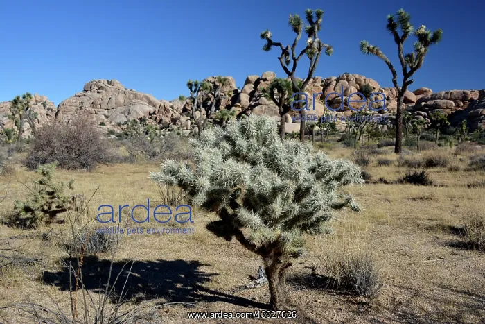 : 80190051 Joshua Tree National Park southern California : 80190051 Joshua Tree National Park southern California