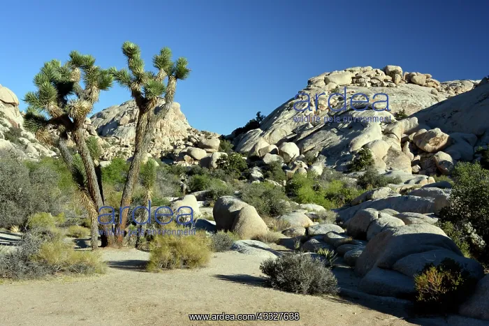: 80190052 Joshua Tree National Park southern California : 80190052 Joshua Tree National Park southern California