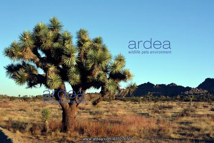 : 80190053 Joshua Tree Mojave Desert Yucca brevifolia : 80190053 Joshua Tree Mojave Desert Yucca brevifolia