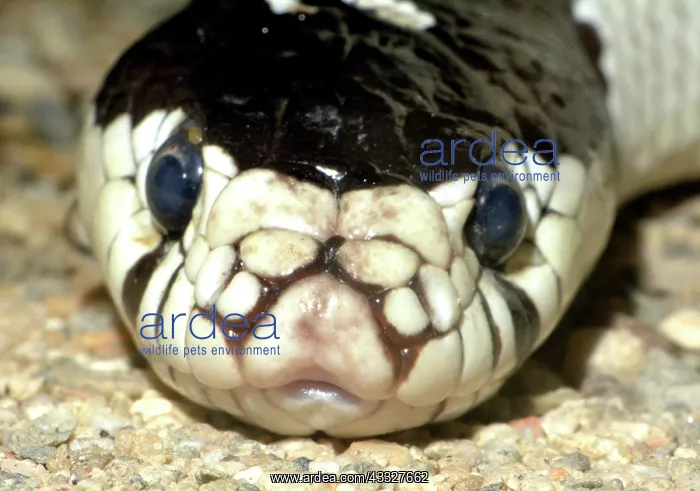 : 80190054 Common Kingsnake - a harmless species of : 80190054 Common Kingsnake - a harmless species of