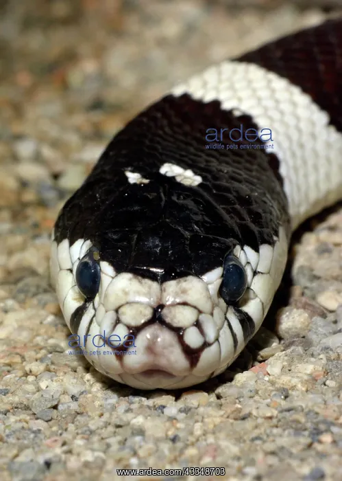: 80190055 Common Kingsnake - a harmless species of : 80190055 Common Kingsnake - a harmless species of