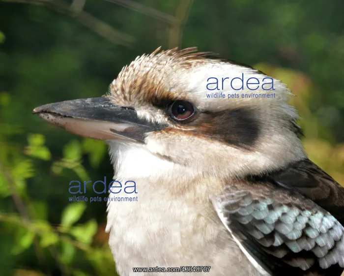 : 80190056 Blue-winged Kookaburra - northern Australia : 80190056 Blue-winged Kookaburra - northern Australia