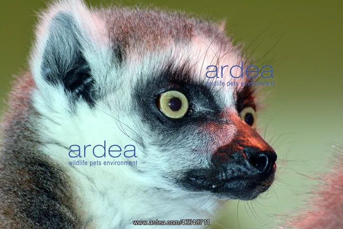: 80190057 Ring-tailed Lemur Madagascar Lemur catta : 80190057 Ring-tailed Lemur Madagascar Lemur catta