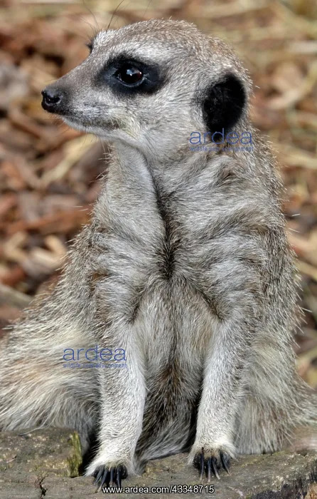  : 80190058 Meerkat Suricata suricata Pat Morris All