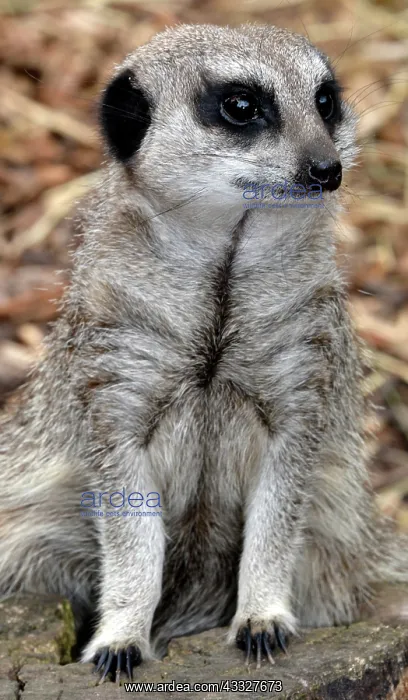 : 80190059 Meerkat Suricata suricata Pat Morris All : 80190059 Meerkat Suricata suricata Pat Morris All