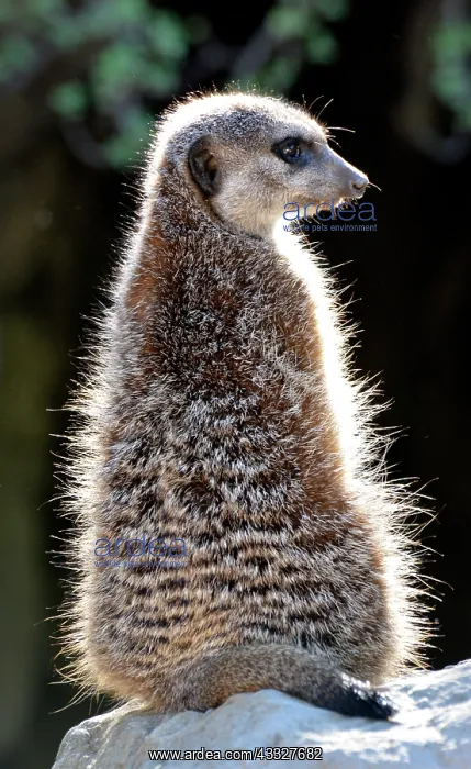 : 80190060 Meerkat - basking in the early morning : 80190060 Meerkat - basking in the early morning
