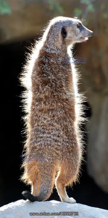 : 80190061 Meerkat - lookout basking in the early : 80190061 Meerkat - lookout basking in the early