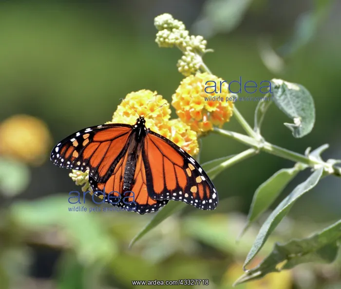 : 80190064 Monarch Butterfly California USA Danaus : 80190064 Monarch Butterfly California USA Danaus