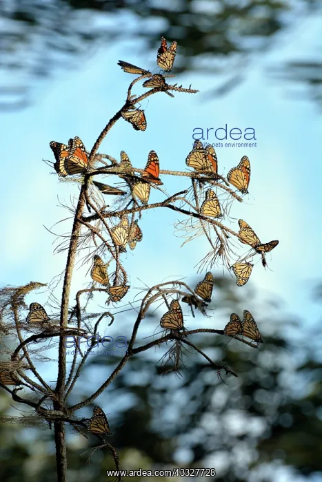 : 80190065 Monarch Butterflies - hibernating Pacific : 80190065 Monarch Butterflies - hibernating Pacific