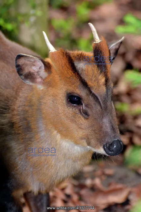 : 80190066 Muntjac Deer - showing facial glands. Muntioacus : 80190066 Muntjac Deer - showing facial glands. Muntioacus