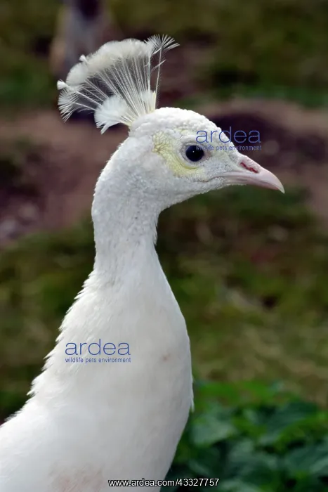 : 80190067 White Peacock Pavo cristatus Pat Morris : 80190067 White Peacock Pavo cristatus Pat Morris