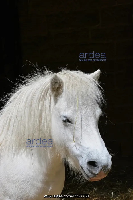: 80190068 White Pony Equus (domestic) Pat Morris : 80190068 White Pony Equus (domestic) Pat Morris