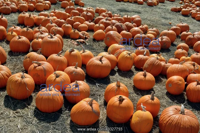  : 80190070 Halloween Pumpkins - for sale California