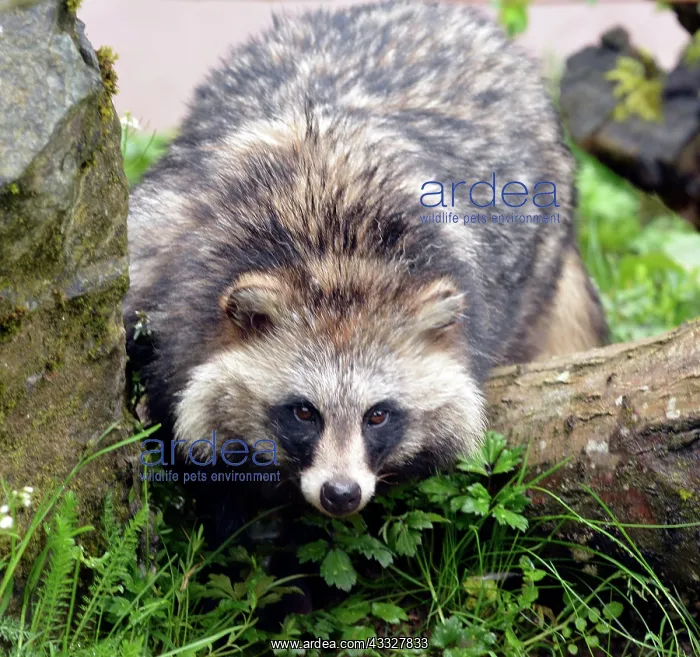: 80190073 Raccoon Dog - originally from Eastern Asia : 80190073 Raccoon Dog - originally from Eastern Asia