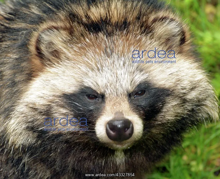 : 80190075 Raccoon Dog - originally from Eastern Asia : 80190075 Raccoon Dog - originally from Eastern Asia