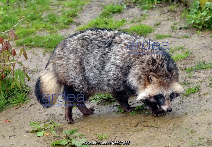 : 80190076 Raccoon Dog - originally from Eastern Asia : 80190076 Raccoon Dog - originally from Eastern Asia