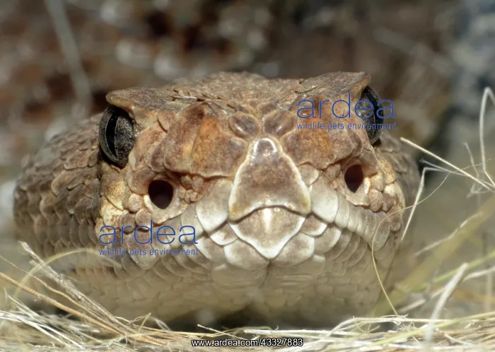 : 80190078 Red Diamond Rattlesnake South Western USA : 80190078 Red Diamond Rattlesnake South Western USA