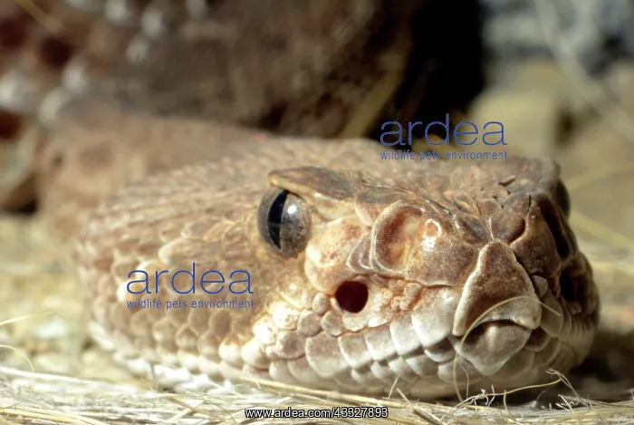 : 80190079 Red Diamond Rattlesnake - Shows sensory : 80190079 Red Diamond Rattlesnake - Shows sensory