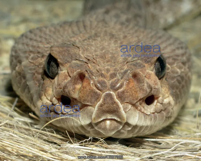 : 80190080 Red Diamond Rattlesnake - Shows sensory : 80190080 Red Diamond Rattlesnake - Shows sensory