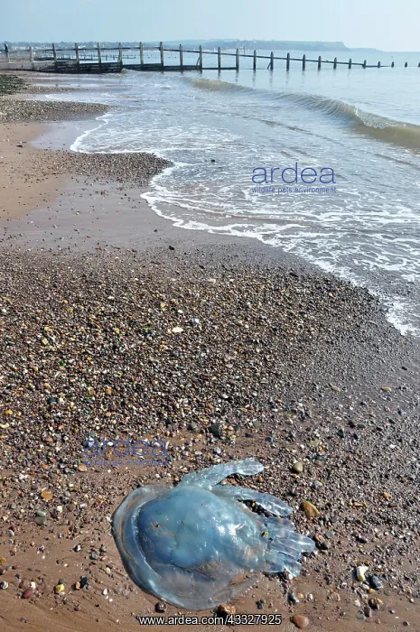 : 80190082 Barrel Jellyfish - stranded on Devon coast : 80190082 Barrel Jellyfish - stranded on Devon coast