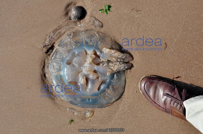  : 80190083 Barrel Jellyfish - stranded on Devon coast