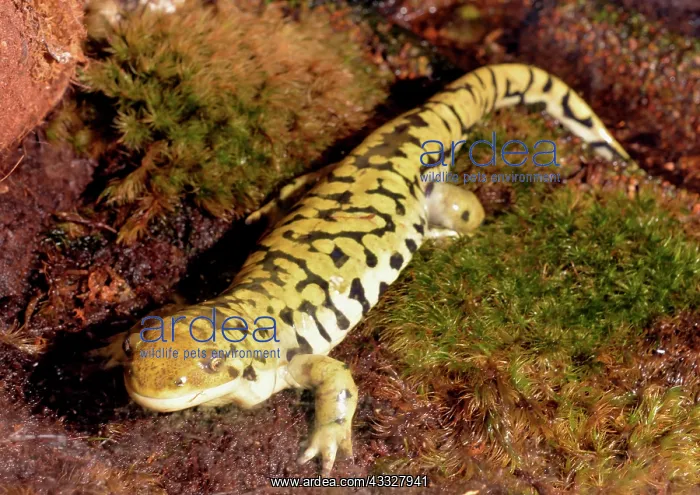 : 80190084 Tiger Salamander - moist habitats throughout : 80190084 Tiger Salamander - moist habitats throughout