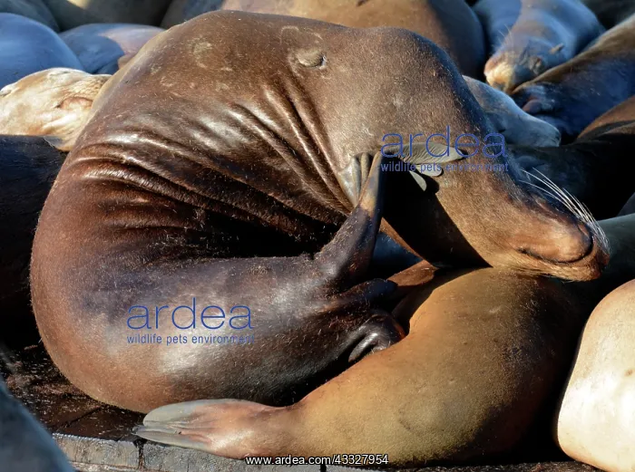 : 80190085 California Sealion - Shows extreme flexibility : 80190085 California Sealion - Shows extreme flexibility