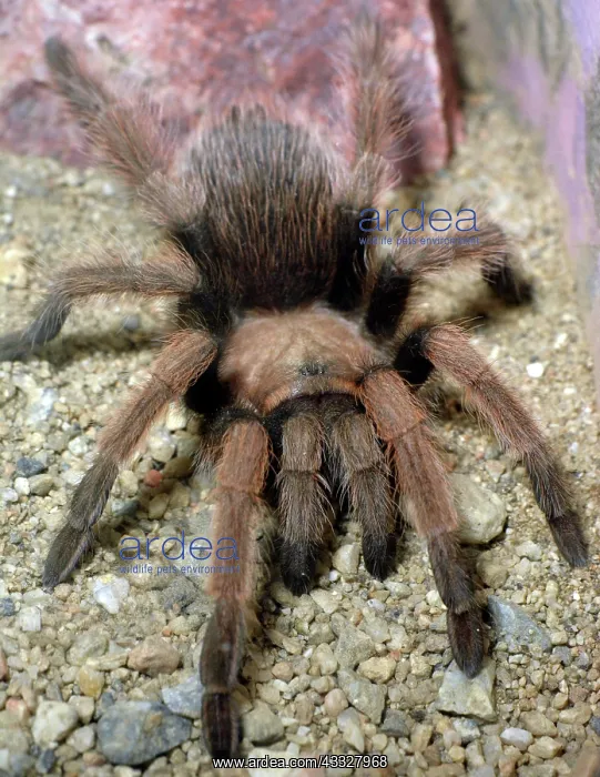 : 80190086 Desert Taratula western deserts USA. Aphonopelma : 80190086 Desert Taratula western deserts USA. Aphonopelma