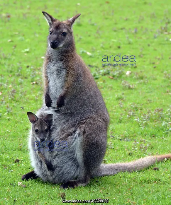 : 80190089 Red-necked Wallaby - with baby (nJoeyo) : 80190089 Red-necked Wallaby - with baby (nJoeyo)