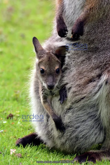 : 80190090 Red-necked Wallaby - with baby (nJoeyo) : 80190090 Red-necked Wallaby - with baby (nJoeyo)