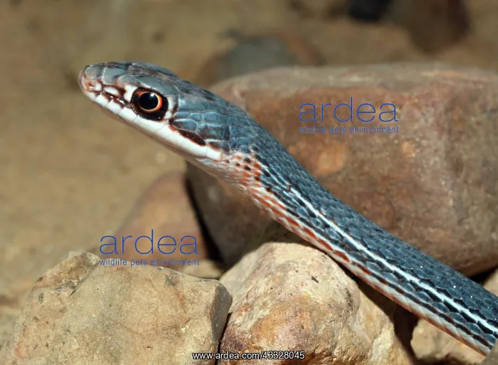 : 80190092 Schott's Whipsnake Texas Masticophis schotti : 80190092 Schott's Whipsnake Texas Masticophis schotti
